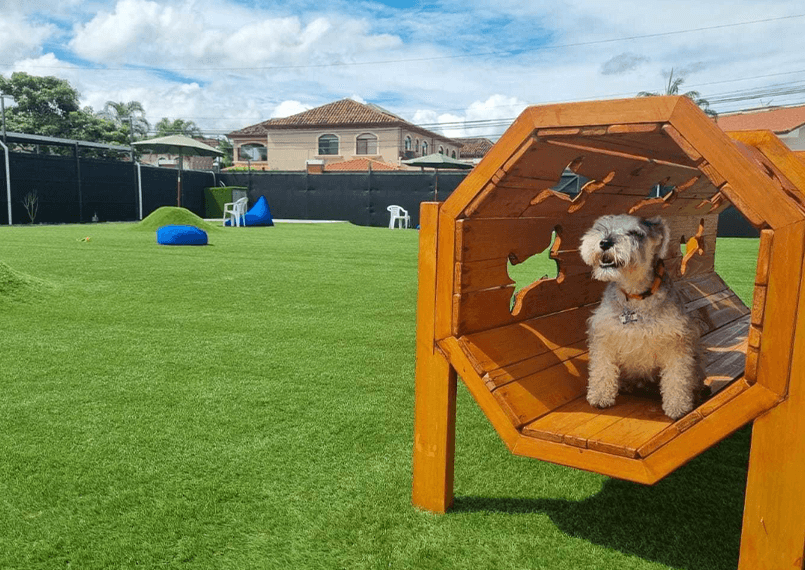 dogs playing at a park