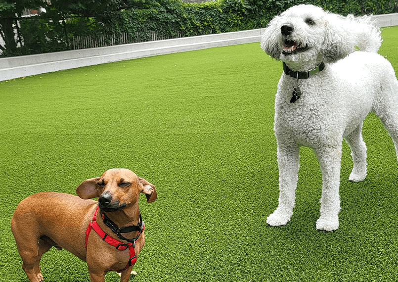Brooklyn Bridge Dog Park