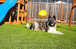 SYNLawn Oregon artificial grass for Pets and Play