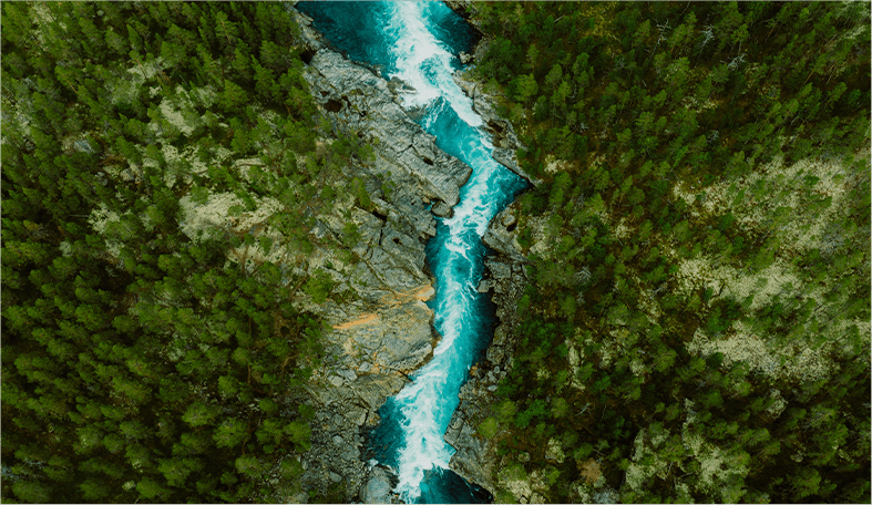 image of a river dividing the forest