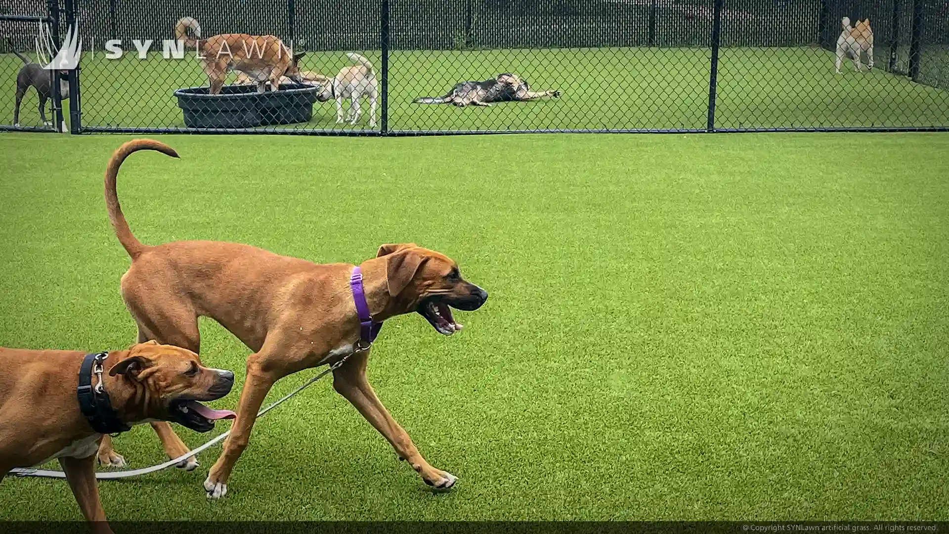 image of SYNLawn artificial grass for pets at Williamson County animal center in Franklin Tennessee