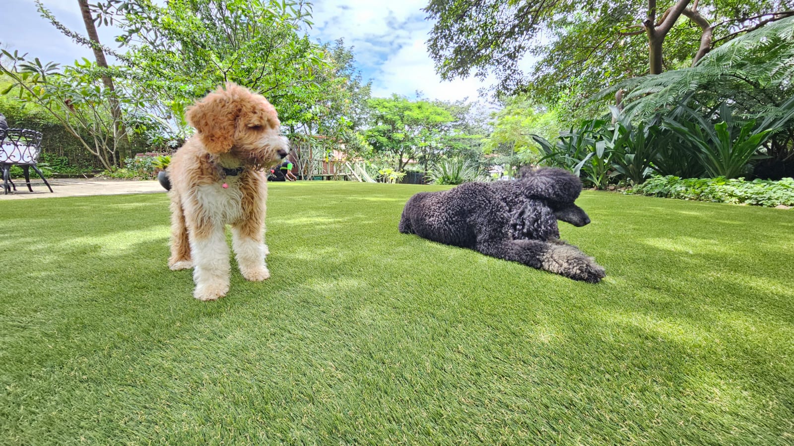 Pet Safe Artificial Grass: 10 FAQs & Answers