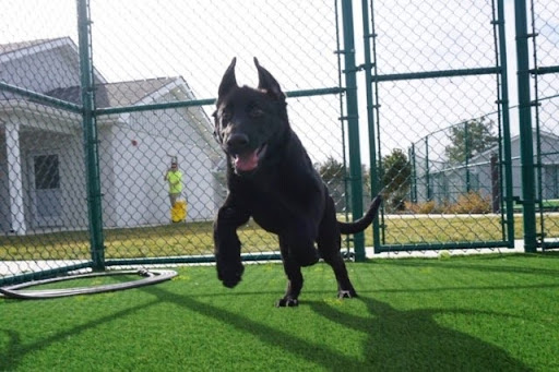 7 Dog-Friendly Backyard Ideas